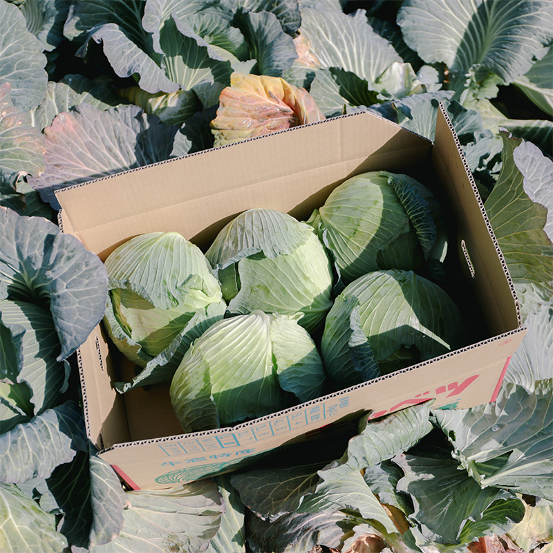 瀬戸内 牛窓産 キャベツ 約10kg（4～8玉） 野菜