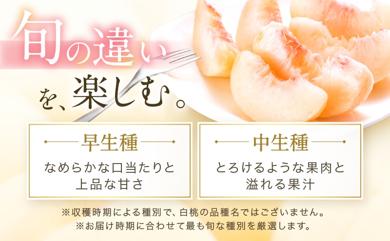 桃 2026年 先行予約 岡山 白桃 ロイヤル 4～6玉 約1kg JAおかやまのもも（早生種・中生種） もも モモ 岡山県産 国産 フルーツ 果物 ギフト