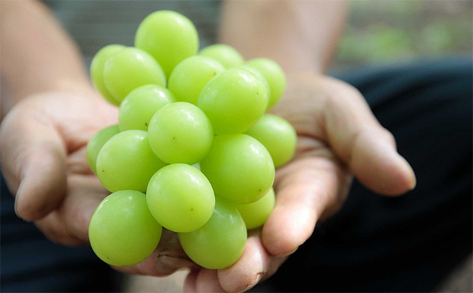 ぶどう 2026年 先行予約 モリ旬 シャイン マスカット 晴王 約700g×1房 ブドウ 葡萄  岡山県産 国産 フルーツ 果物 ギフト 果物類 シャインマスカット