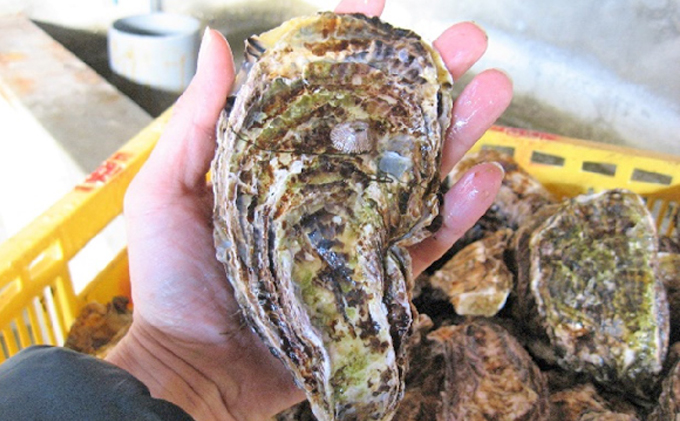 牡蠣 2026年 先行予約 殻付き牡蠣 お徳用 一斗缶 （小粒 約100個、約10kg） 山銀商店 瀬戸内海虫明湾産 生牡蠣 かき 魚介類 カキ 軍手 ナイフ付き 加熱調理用