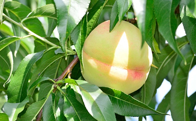 敷島堂 飲む 岡山清水白桃ジュレ 6本入