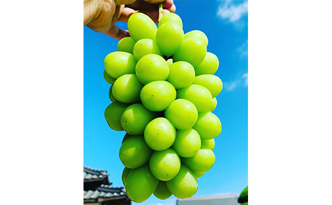 ぶどう 2026年 先行予約 シャイン マスカット 2房 合計1.4kg以上 ブドウ 葡萄  岡山県産 国産 フルーツ 果物 ギフト 河本農園 果物類 シャインマスカット