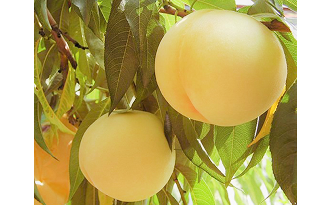 桃 2026年 先行予約 岡山特産 清水白桃 約1.5kg 5玉 桐箱入りもも モモ 岡山 国産 フルーツ 果物 ギフト 桃茂実苑