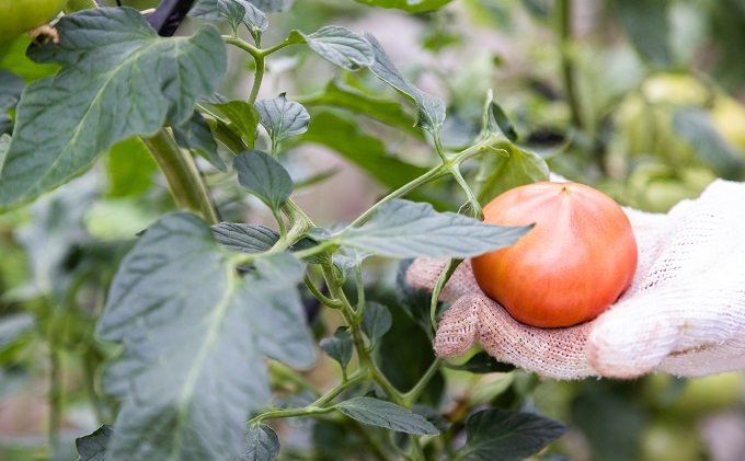 期間限定【産地直送】瀬戸内はれトマト（桃太郎トマト）9玉 約1.3kg 野菜 夏野菜 リコピン 岡山県産 サラダ 料理 緑黄色野菜