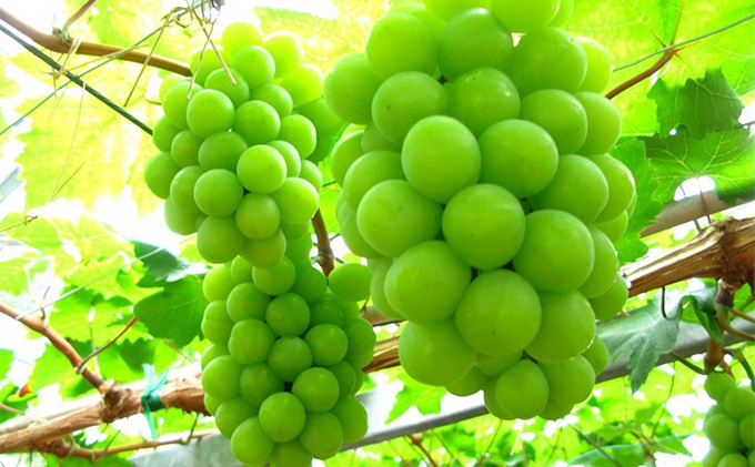 ぶどう 2026年 先行予約 シャイン マスカット 晴王 2房 合計1.4kg以上 マスカット ブドウ 葡萄 岡山県産 国産 フルーツ 果物 ギフト 環山堂 大粒 種無し 甘い 香り 皮ごと 高糖度 贈り物