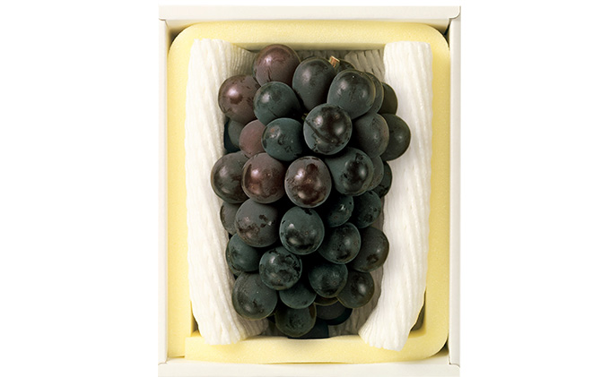 ぶどう 2026年 先行予約 ニュー ピオーネ 1房 600g以上 ブドウ 葡萄 岡山県産 国産 フルーツ 果物 ギフト 環山堂 大粒 種無し 甘い 甘酸っぱさ 人気 香り 高糖度 美しい 贈り物 ギフト