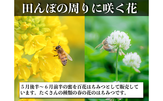 レンゲ はちみつ×1本 240gと 百花 はちみつ×1本 300g のセット 岡山県 瀬戸内市産 石黒農園