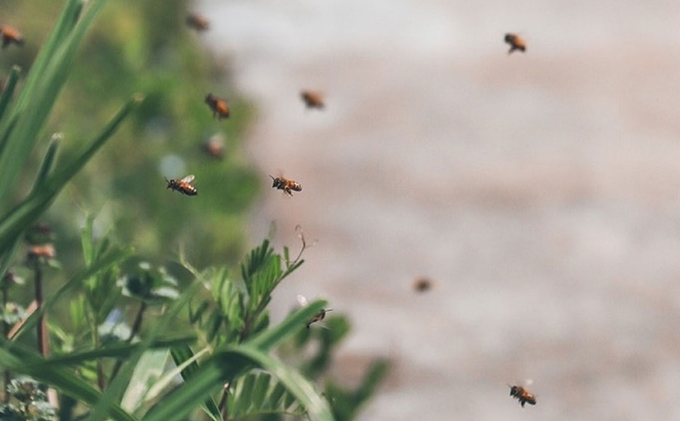 レンゲ 非加熱 はちみつ 2本セット（1本180g）岡山県 瀬戸内市産 石黒農園