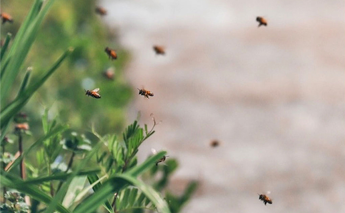 レンゲ 非加熱 はちみつ 1本 500g 岡山県 瀬戸内市産 石黒農園