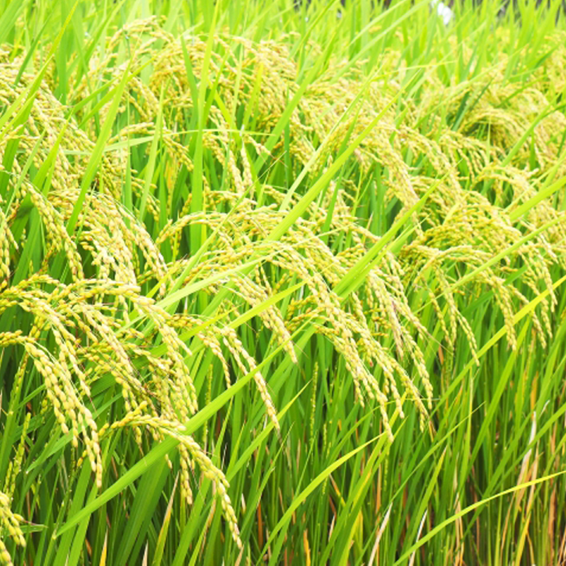 令和7年産 早炊 玄米 きぬむすめ 2kg×3袋 岡山県産　お米 国内産 ご飯 おにぎり お弁当 和食 国産 産地直送 玄米食 玄米の栄養素