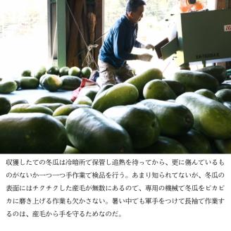 冬瓜 （ とうがん ）約10kg 瀬戸内 牛窓産 野菜 夏野菜
