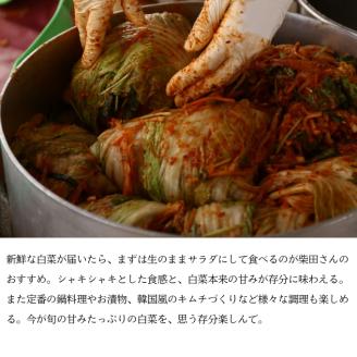 瀬戸内 牛窓産 白菜 約15kg（5～6玉） 野菜 はくさい