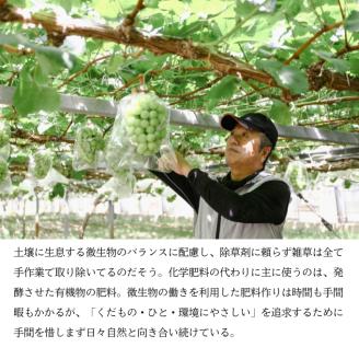 マスカット・ジパング 1房（900g以上）内田農園 岡山県 瀬戸内市 邑久町産 葡萄 ぶどう 2025年【配達不可：北海道・沖縄・離島】 果物類 フルーツ オリジナル 種なし 皮ごと