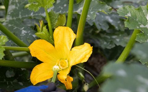 瀬戸内 牛窓産 ズッキーニ 約2kg（12本前後）