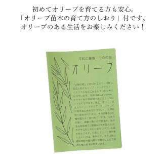 オリーブの苗木４本セット