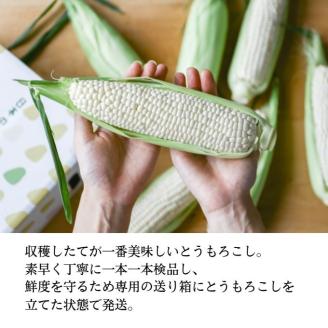 ［2026年先行予約］ 牛窓産とうもろこし まるでフルーツ！ 生で甘い、茹でて美味い！ 白色とうもろこし 「うしまどんな」約4kg（8～12本入り） 野菜 ホワイトコーン 夏野菜 おやつ 間食 お弁当 バーベキュー BBQ