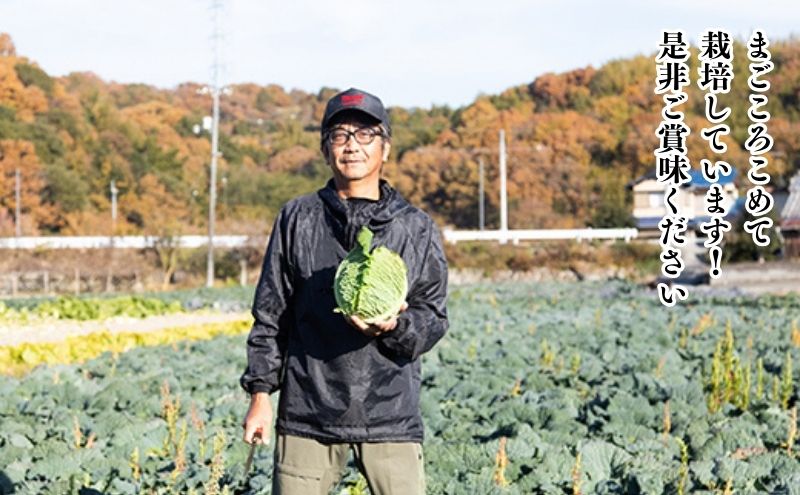 瀬戸内 牛窓産 サボイ キャベツ 約1.8kg（2～3玉）