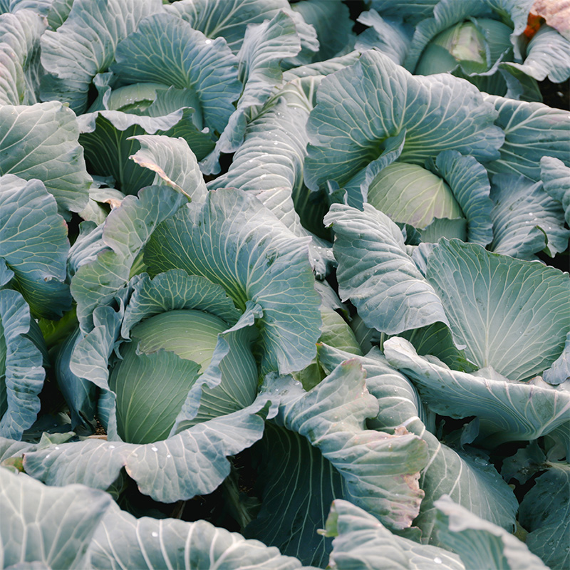 瀬戸内 牛窓産 キャベツ 約10kg（4～8玉） 野菜
