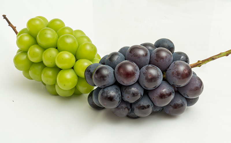 ぶどう 2026年 先行予約 詰め合わせ ニュー ピオーネ 1房 (1房470g以上)  シャイン マスカット 晴王 1房 (1房470g以上) 化粧箱入り 岡山県産 国産 フルーツ ギフト  果物 贈答品 セット