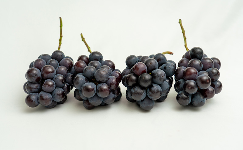 ぶどう 2026年 先行予約 ニュー ピオーネ 4房（合計約2kg） ブドウ 葡萄  岡山県産 国産 フルーツ 果物 ギフト