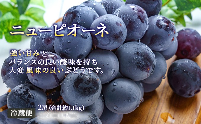フルーツ 2025年 先行予約 晴れの国 岡山 の フルーツ 定期便 6回コース 桃 ぶどう 梨 岡山県産 国産 フルーツ 果物 ギフト