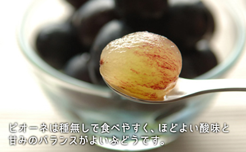 桃 ぶどう 2026年 先行予約 果物 詰合せ 白桃 晩生種 2玉 ニュー ピオーネ 1房 合計約1.0kg もも 葡萄 岡山県産 国産 フルーツ 果物 ギフト