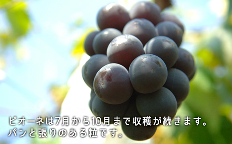 桃 ぶどう 2026年 白桃 晩生種 3玉 シャイン マスカット 1房 ニュー ピオーネ 1房 合計約1.8kg もも 葡萄 岡山県産 国産 フルーツ 果物 ギフト