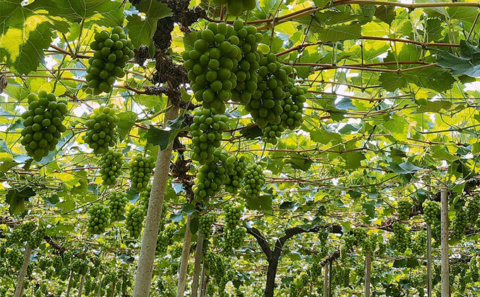 ぶどう 2026年 先行予約 農家こだわりの シャイン マスカット ＆ ニュー ピオーネ 2房 合計約1.2kg 贈答クラス 葡萄 岡山県産 国産 フルーツ 果物 ギフト 【 Nini farm 農家 直送 】