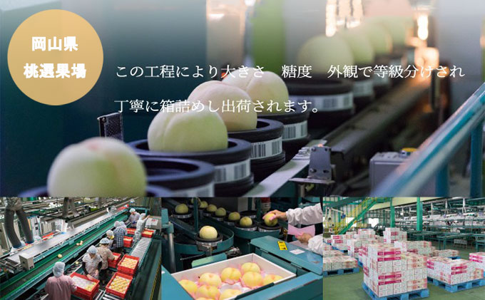 桃 2026年 先行予約 岡山 白桃 ロイヤル 4～8玉 1.2kg 岡山県産 JAおかやまのもも モモ 岡山県産 国産 フルーツ 果物 ギフト