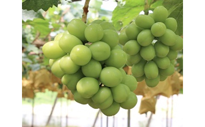 ぶどう 早期受付 極上追熟 シャイン マスカット 1房 650g以上 「光明」桐箱入り ブドウ 葡萄 岡山県産 国産 フルーツ 果物 ギフト 桃茂実苑 果物類