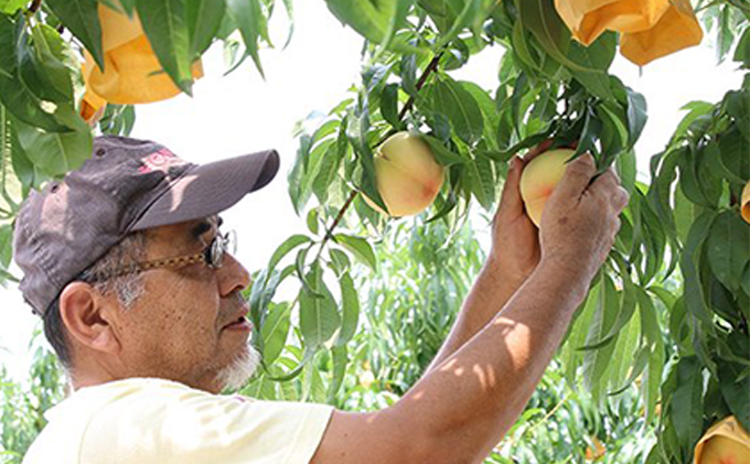 桃 2026年 先行予約 岡山特産 清水白桃 約2.0kg 7～8玉 桐箱入りもも モモ 岡山 国産 フルーツ 果物 ギフト 桃茂実苑  約2kg