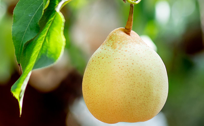 梨 2025年 先行予約 備前横綱梨（あたご梨） 2玉（1玉1～1.4kg）・備前乙女梨（鴨梨） 4～6玉 詰合せ 合計約4.0kg【11月下旬～12月中旬頃発送】 岡山県産 フルーツ ギフト 石原果樹園