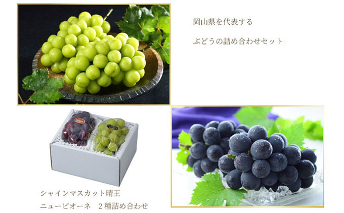 ぶどう 2026年 先行予約 ニュー ピオーネ 1房 約600g シャイン マスカット 晴王 1房 約600g 詰め合わせ 6月下旬～7月中旬発送 岡山県産 国産 フルーツ 果物 ギフト 果物類 種なし