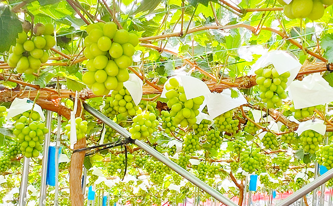 ぶどう2026年 先行予約 シャイン マスカット 晴王 2房（合計約1.1kg） 晴れの国 おかやま 岡山県産 フルーツ王国 果物王国 産地直送