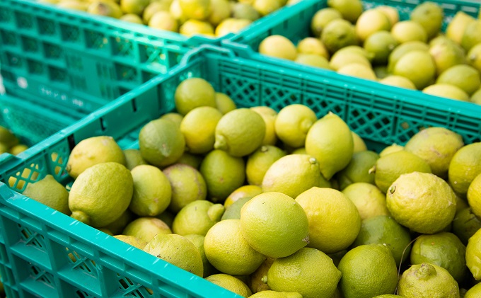 瀬戸内 牛窓産 レモン 約4kg（1果 100g前後） 果物 柑橘 果実 国産 爽やか ワックス 防腐剤 不使用 料理 ジュース 酎ハイ 焼酎 飲み物 果汁 ドレッシング ソース