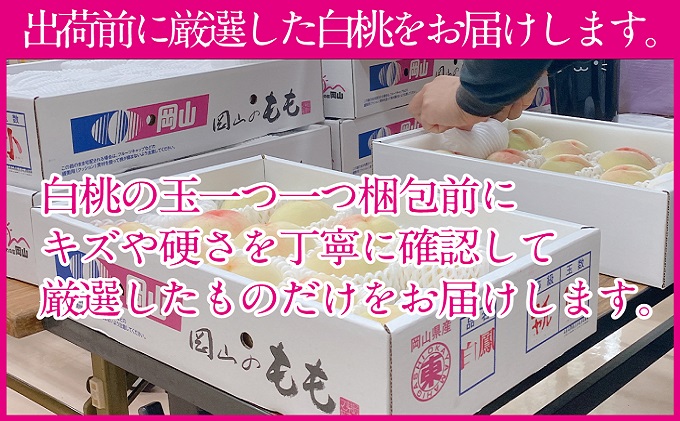 桃 2026年 先行予約 岡山の白桃 200g以上×8玉 白桃 旬 みずみずしい 晴れの国 おかやま 岡山県産 フルーツ王国 果物王国 デザート 岡山の桃 旬の桃