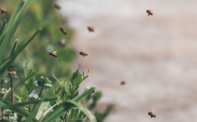 レンゲ はちみつ 3本セット（1本240g）岡山県 瀬戸内市産 石黒農園