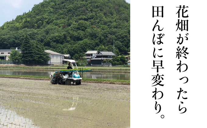 瀬戸内市のおいしい お米 「ひのひかり」 10kg（5kg×2袋）岡山県 瀬戸内市産 石黒農園 ご飯 銘柄米 炭水化物 白米 ライス 主食 和食 おにぎり お弁当 産地直送