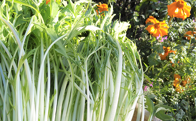 3ヶ月 定期便 瀬戸内「旬」のお野菜セット 7～11品目程度の詰合せ 野菜 農薬 化学肥料 除草剤不使用 岡山 M’s farm