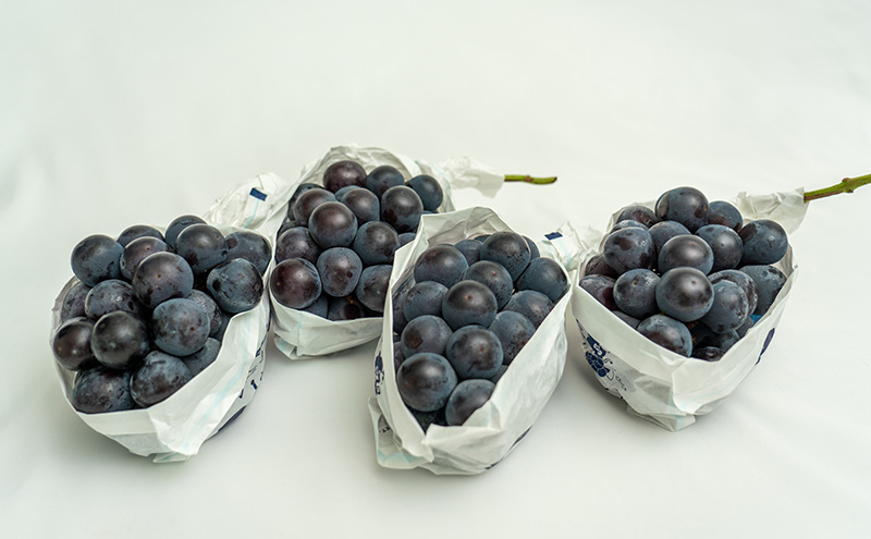 ぶどう 2026年 先行予約 ニュー ピオーネ 4房（合計約2kg） ブドウ 葡萄  岡山県産 国産 フルーツ 果物 ギフト