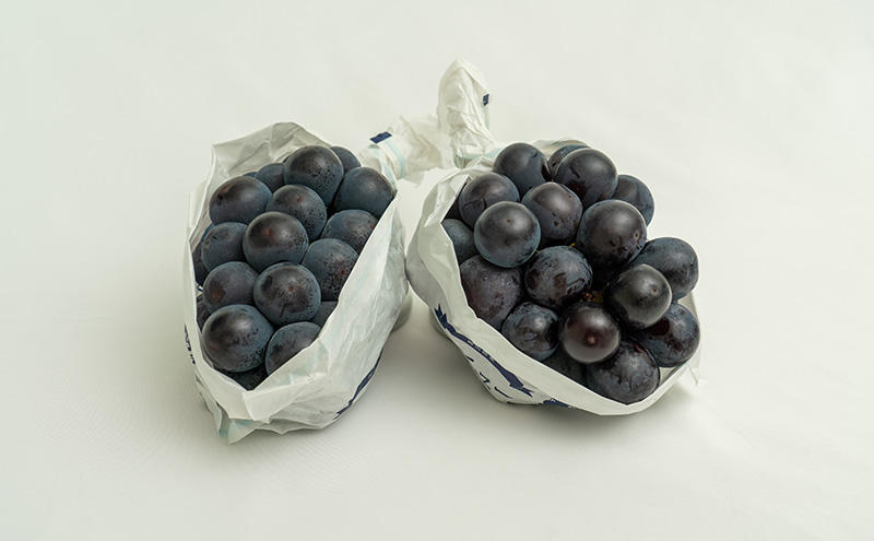 ぶどう 2026年 先行予約 ニュー ピオーネ 2房（合計約1.1kg）化粧箱入り ブドウ 葡萄  岡山県産 国産 フルーツ 果物 ギフト