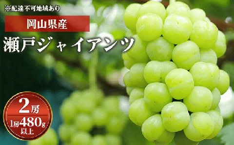 ぶどう 2024年 先行予約 瀬戸ジャイアンツ 2房（1房 480g以上）化粧箱入り ブドウ 葡萄  岡山県産 国産 フルーツ 果物 ギフト