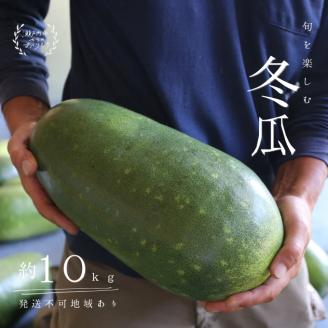 冬瓜 （ とうがん ）約10kg 瀬戸内 牛窓産 野菜 夏野菜