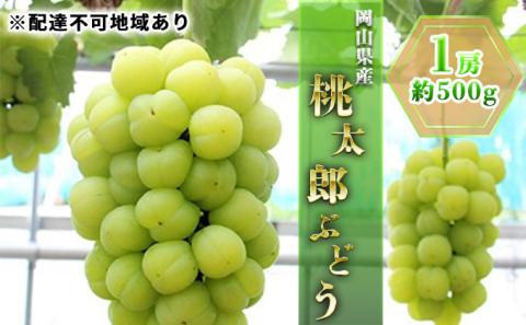 ぶどう 2026年 先行予約 桃太郎 ぶどう 1房 約500g ブドウ 葡萄  岡山県産 国産 フルーツ 果物 ギフト