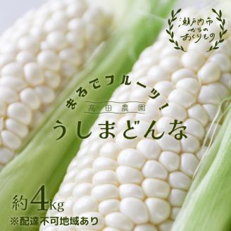 ［2026年先行予約］ 牛窓産とうもろこし まるでフルーツ！ 生で甘い、茹でて美味い！ 白色とうもろこし 「うしまどんな」約4kg（8～12本入り） 野菜 ホワイトコーン 夏野菜 おやつ 間食 お弁当 バーベキュー BBQ