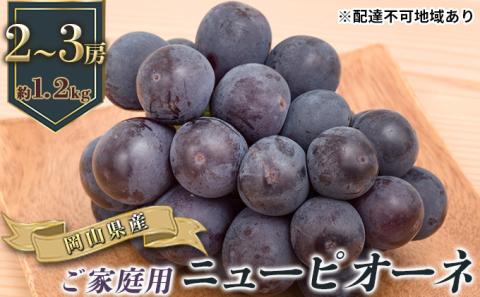 ぶどう 2026年 先行予約 ご家庭用 ニュー ピオーネ 2～3房 合計約1.2kg ブドウ 葡萄  岡山県産 国産 フルーツ 果物 ギフト