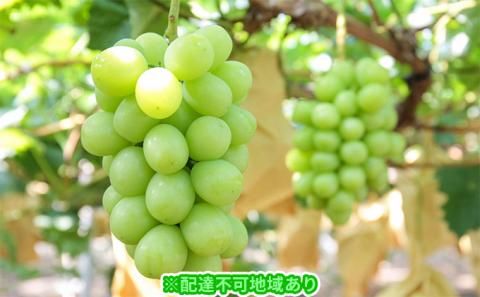 ぶどう 2026年 先行予約 モリ旬 シャイン マスカット 晴王 約700g×1房 ブドウ 葡萄  岡山県産 国産 フルーツ 果物 ギフト 果物類 シャインマスカット