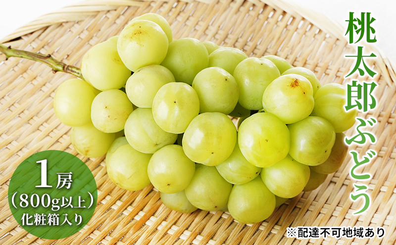 ぶどう 2026年 先行予約 桃太郎 ぶどう 1房（800g以上）化粧箱入り ブドウ 葡萄  岡山県産 国産 フルーツ 果物 ギフト 大粒 種なし 果汁たっぷり 酸味 甘さ バランス