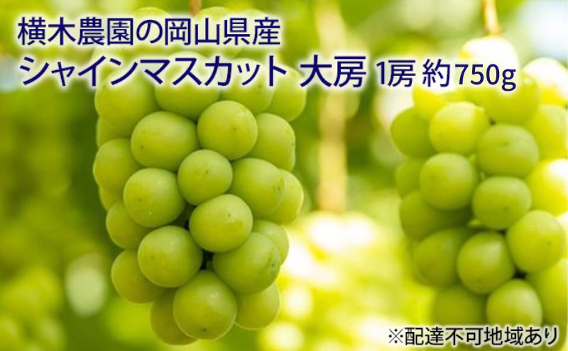 ぶどう 2026年 先行予約 シャイン マスカット 大房1房 約750g 贈答用 ブドウ 葡萄  岡山県産 国産 フルーツ 果物 ギフト 横木農園 ジューシー 種無し 贈り物 岡山県産ぶどう