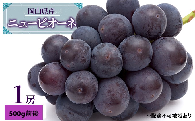 ぶどう 2026年 先行予約 ニュー ピオーネ 1房 500g前後 ブドウ 葡萄  岡山県産 国産 フルーツ 果物 ギフト 果物類 巨峰